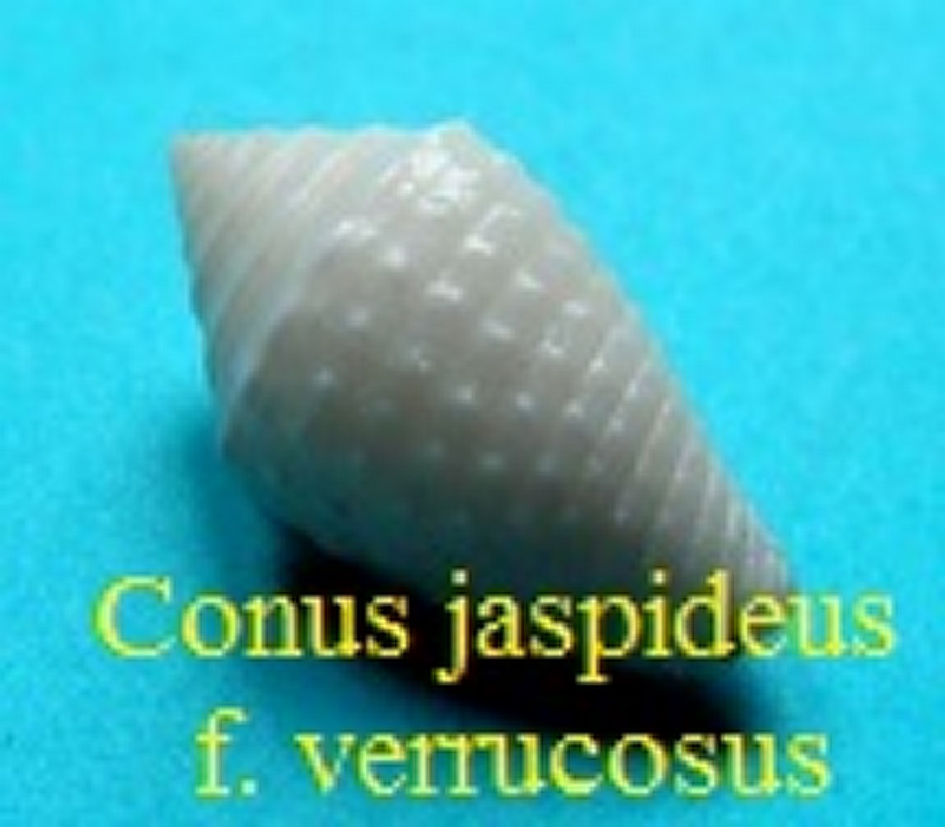 Conus (Jaspidoconus) jaspideus f. verrucosus, Hwass in Bruguière 1792